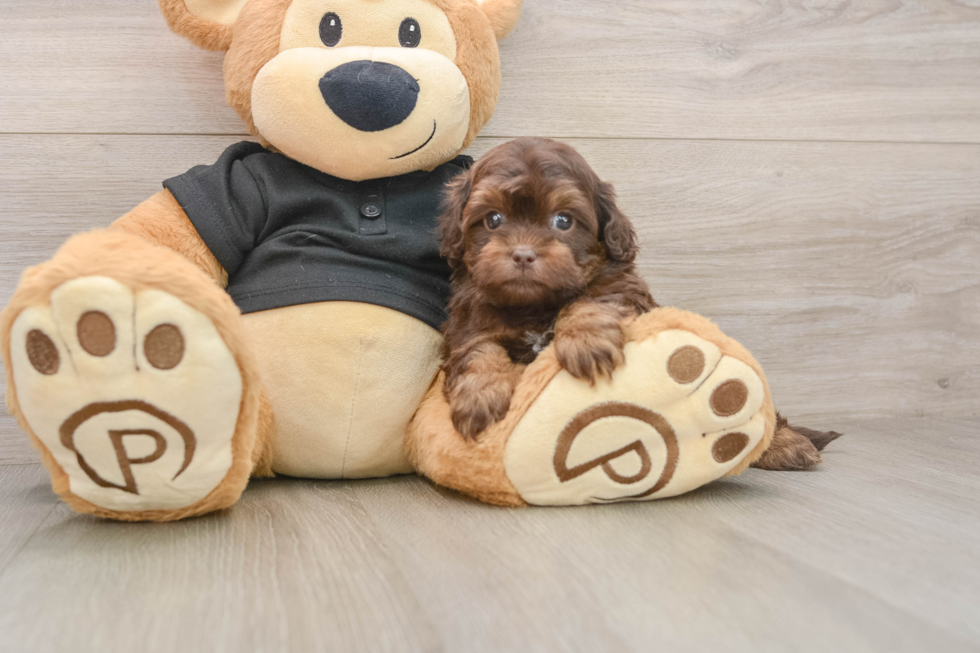 Small Shih Poo Baby