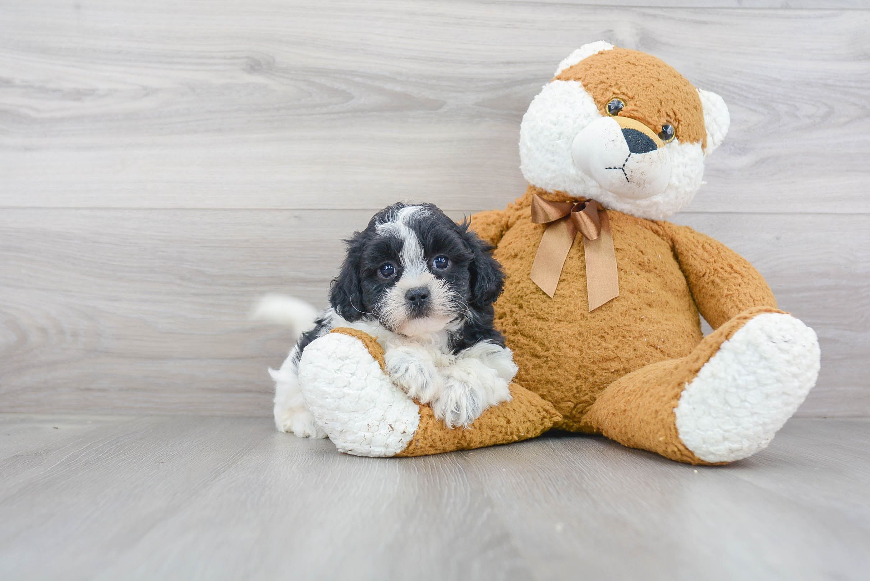 Cute Shih Poo Baby