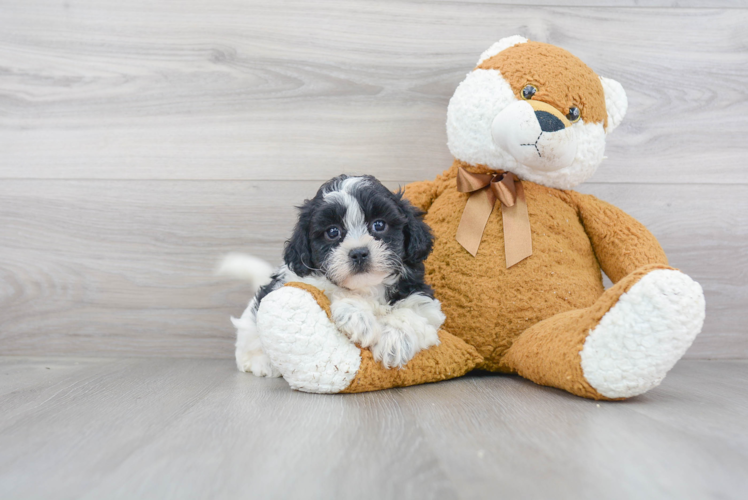 Cute Shih Poo Baby