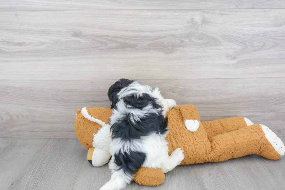 Cute Shih Poo Baby