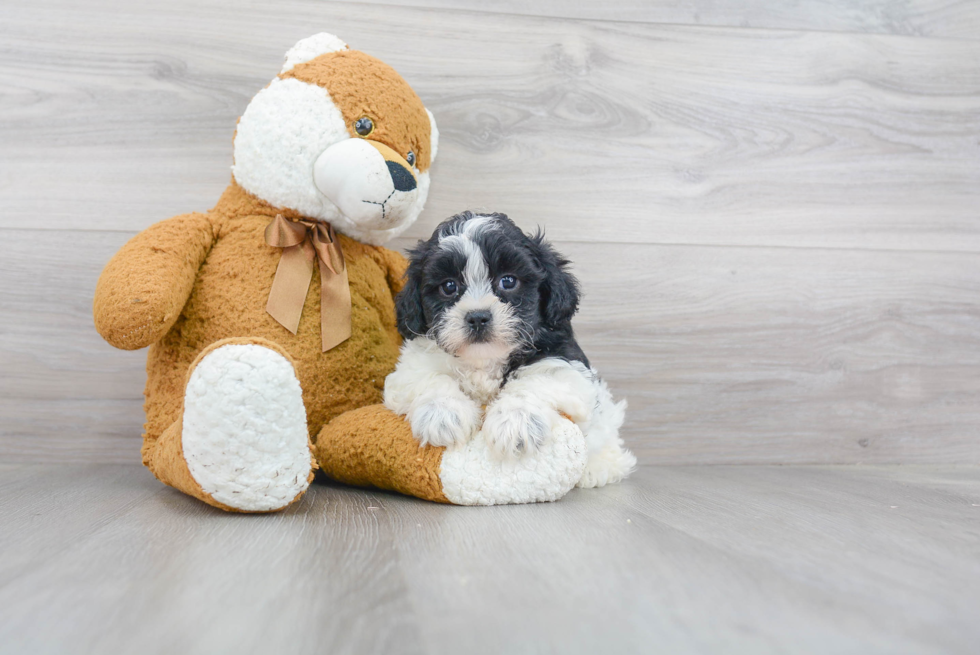 Happy Shih Poo Baby