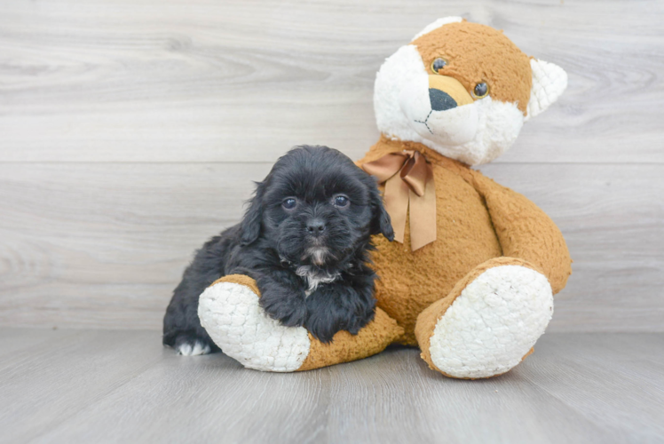 Shih Poo Puppy for Adoption