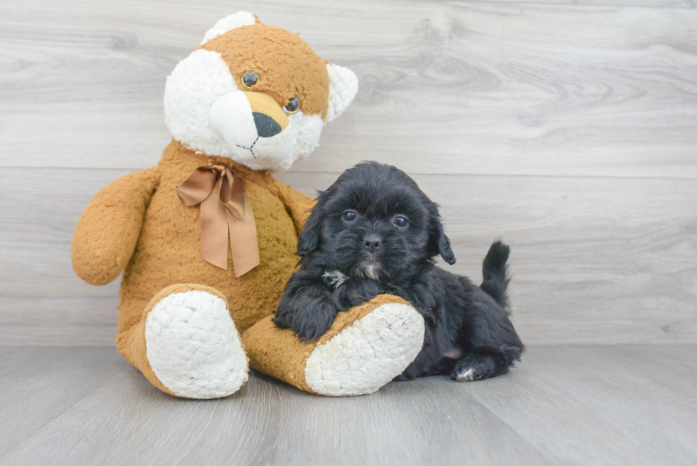 Best Shih Poo Baby