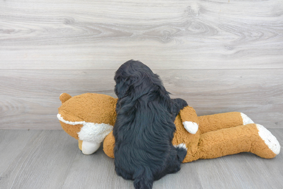 Shih Poo Pup Being Cute