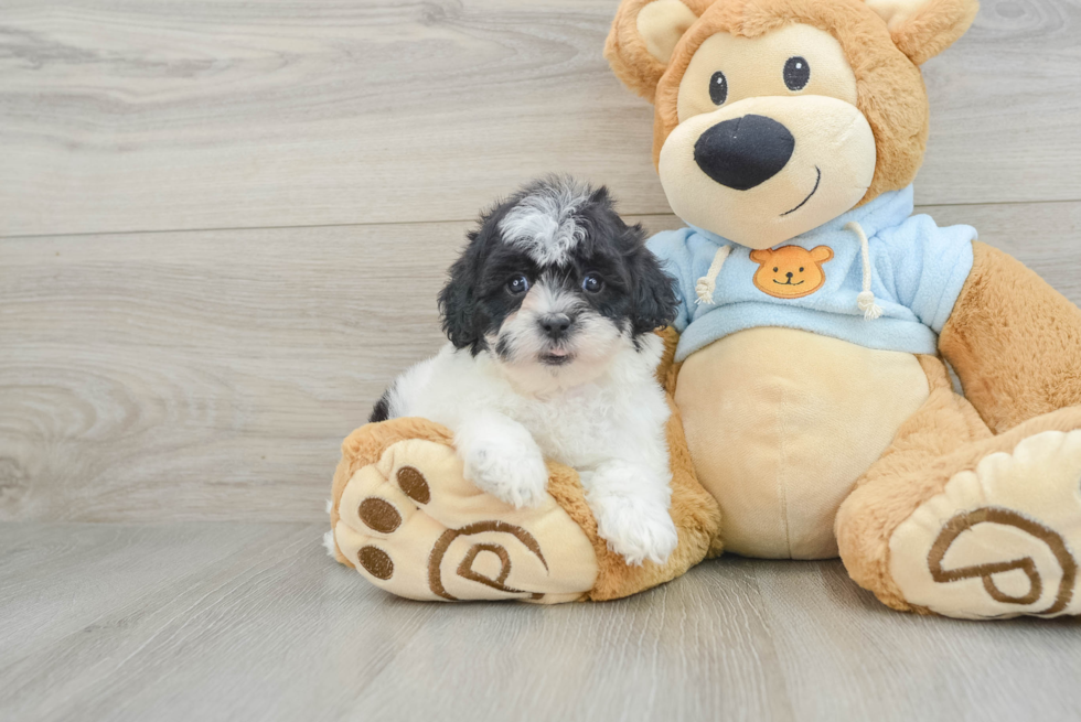 Shih Poo Puppy for Adoption