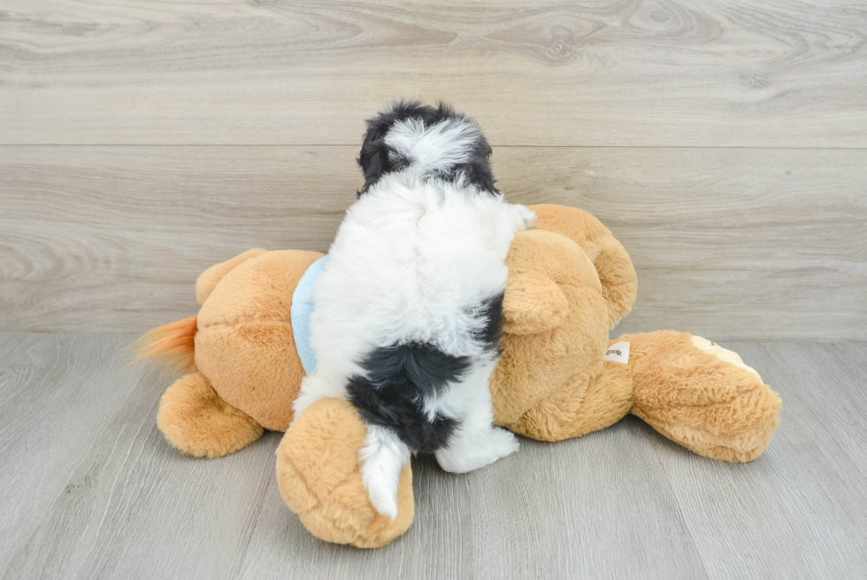 Shih Poo Puppy for Adoption