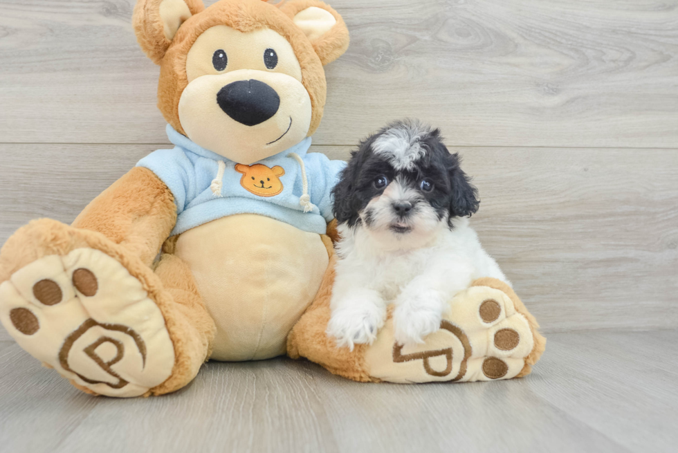 Shih Poo Puppy for Adoption