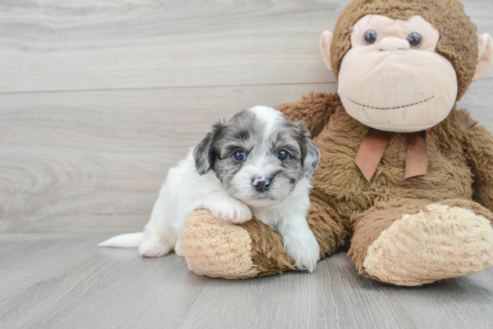 Shih Poo Pup Being Cute