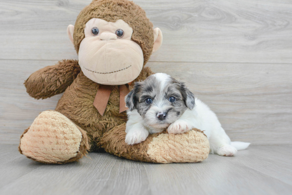 Small Shih Poo Baby
