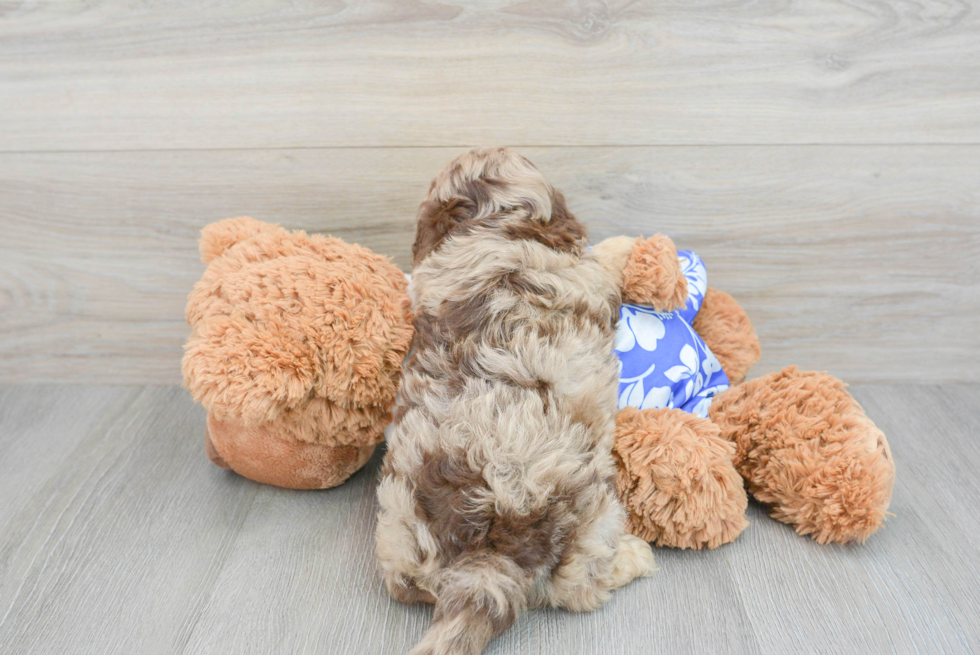 Shih Poo Pup Being Cute