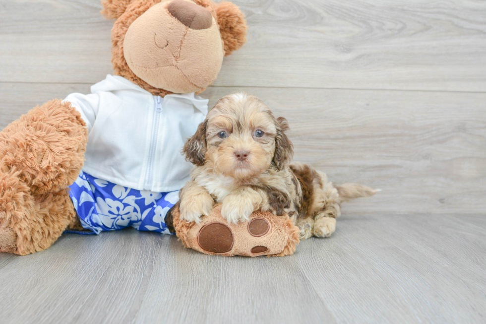 Best Shih Poo Baby