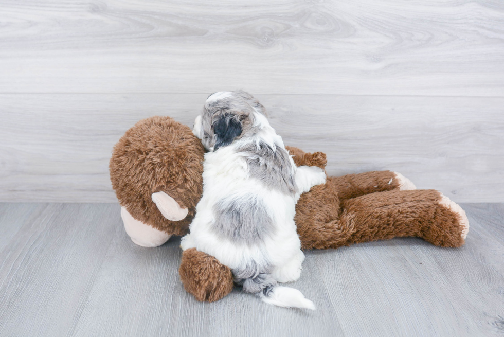 Smart Shih Poo Poodle Mix Pup