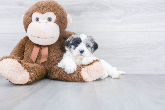 Cute Shih Poo Baby