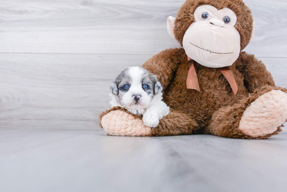 Shih Poo Pup Being Cute