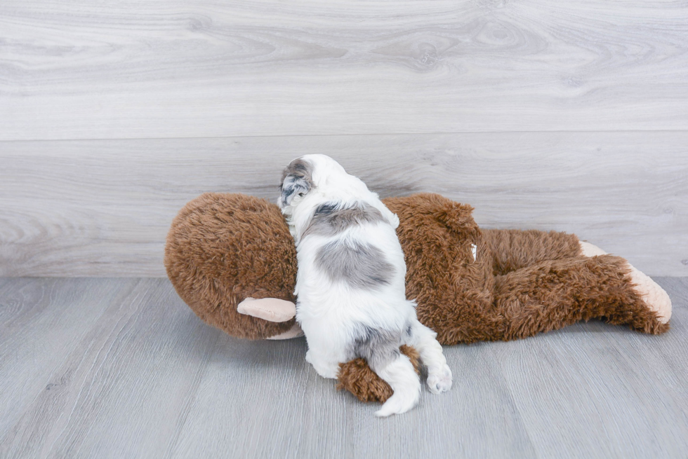 Smart Shih Poo Poodle Mix Pup