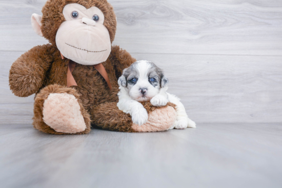 Shih Poo Pup Being Cute