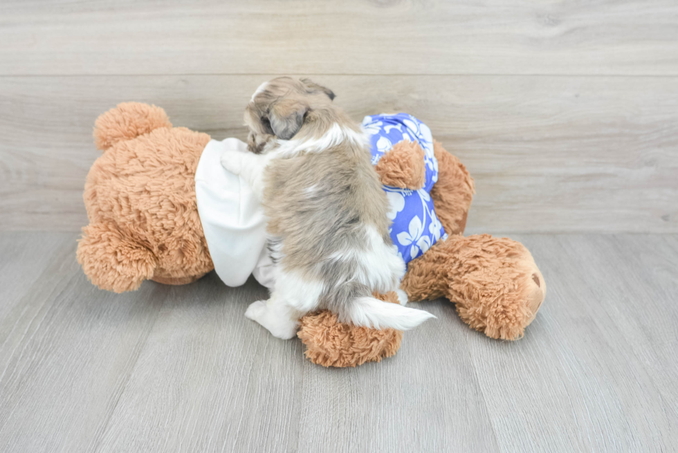 Shih Poo Pup Being Cute