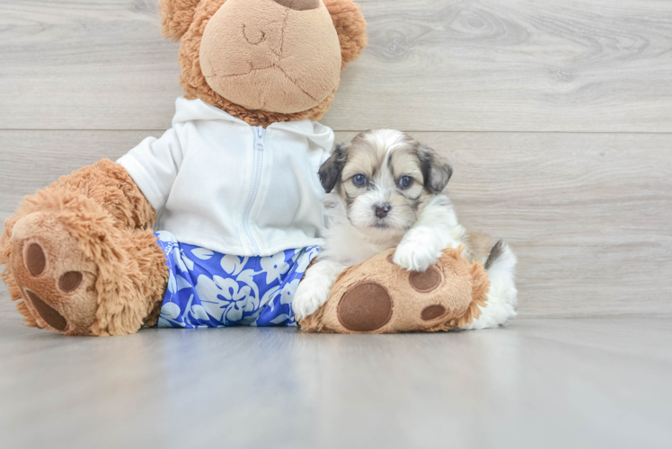 Energetic Shih Poo Poodle Mix Puppy