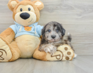 8 week old Shih Poo Puppy For Sale - Premier Pups