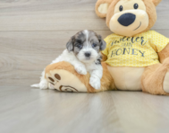 8 week old Shih Poo Puppy For Sale - Premier Pups