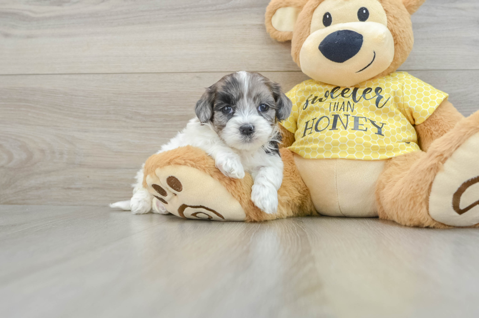 8 week old Shih Poo Puppy For Sale - Premier Pups