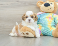 6 week old Shih Poo Puppy For Sale - Premier Pups