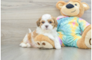 Shih Poo Pup Being Cute