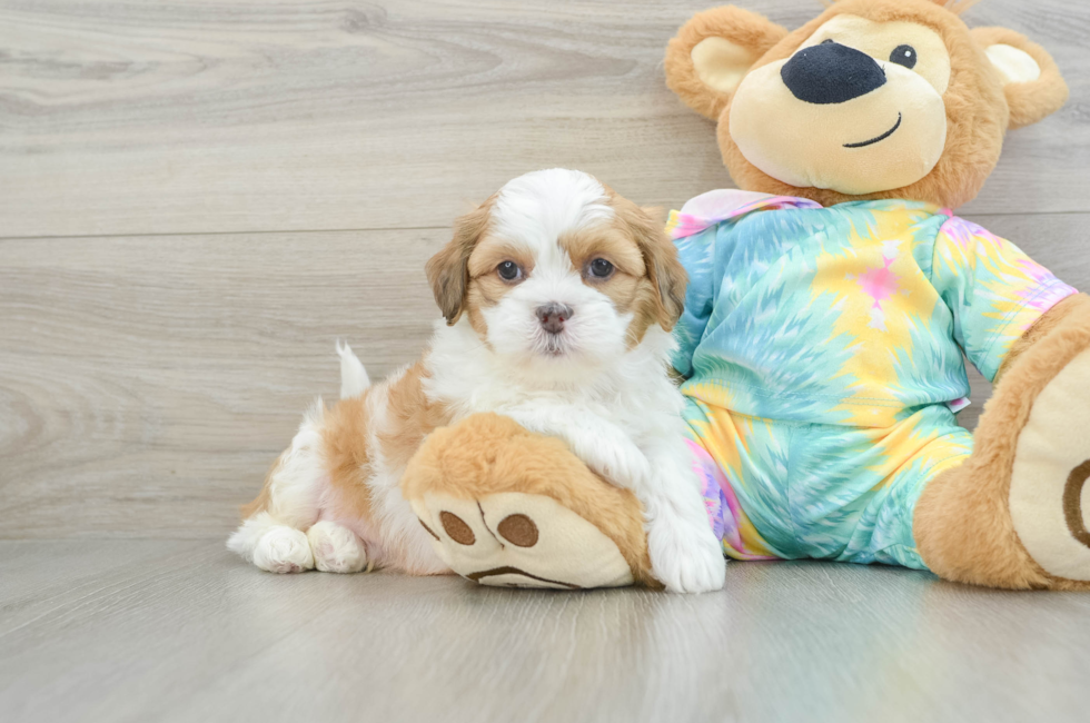 6 week old Shih Poo Puppy For Sale - Premier Pups