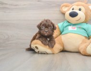 6 week old Shih Poo Puppy For Sale - Premier Pups