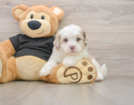 5 week old Shih Poo Puppy For Sale - Premier Pups