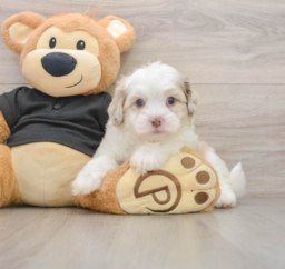 8 week old Shih Poo Puppy For Sale - Premier Pups
