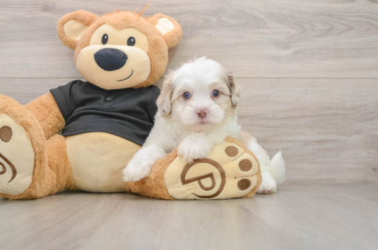 Sweet Shih Poo Baby