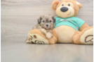 Best Shih Poo Baby