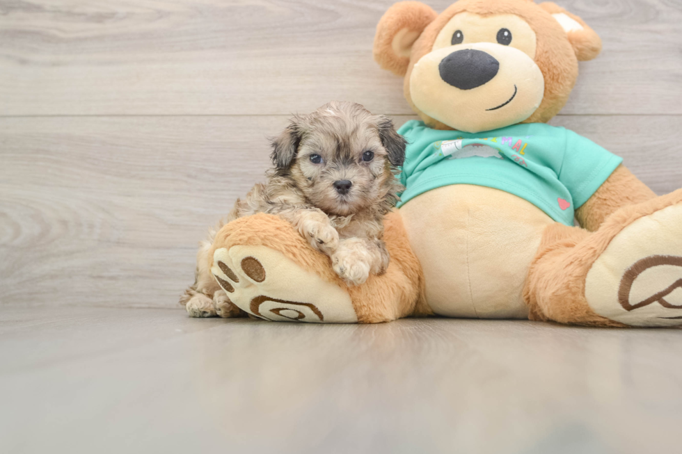 Best Shih Poo Baby