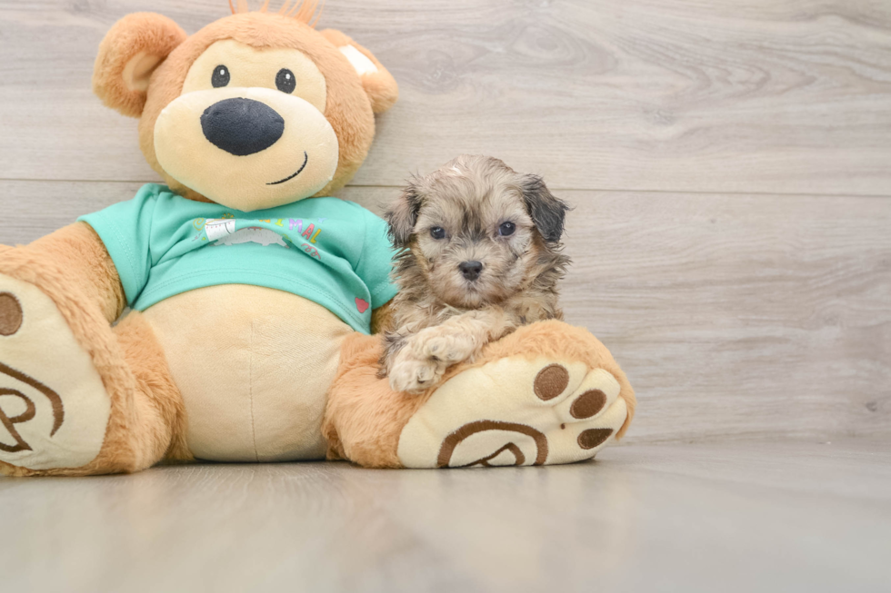 Shih Poo Puppy for Adoption