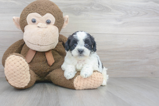 Shih Poo Puppy for Adoption