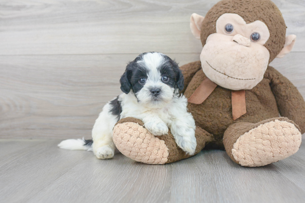 Sweet Shih Poo Baby