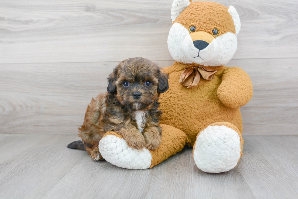 Shih Poo Puppy for Adoption