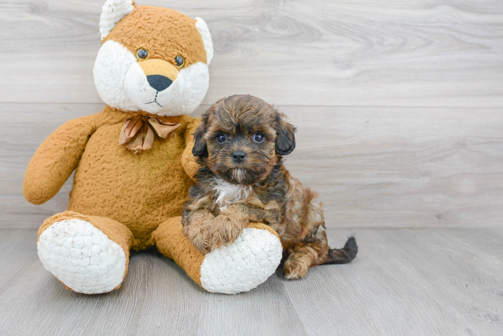 Best Shih Poo Baby