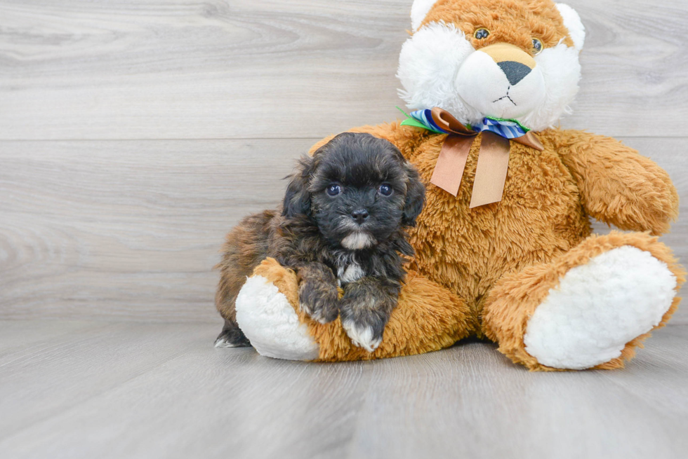 Sweet Shih Poo Baby