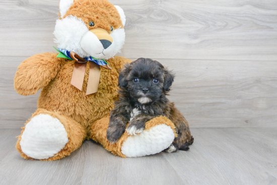 Happy Shih Poo Baby