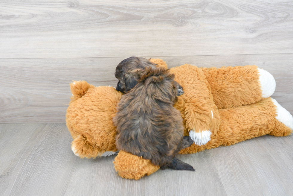 Adorable Shihpoo Poodle Mix Puppy