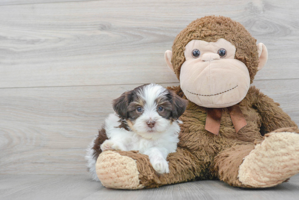 Shih Poo Pup Being Cute