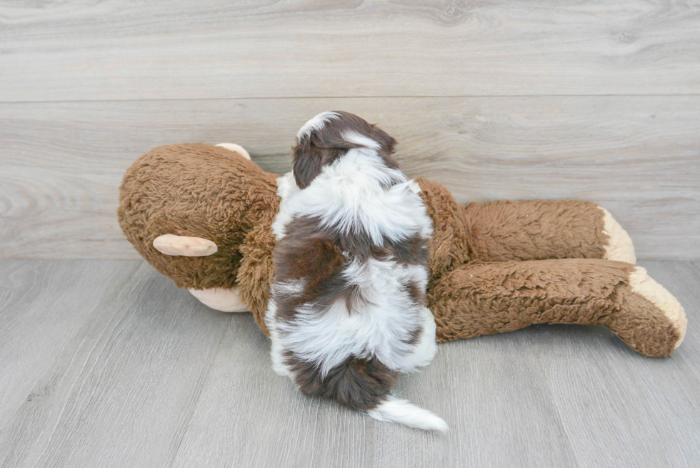 Shih Poo Pup Being Cute
