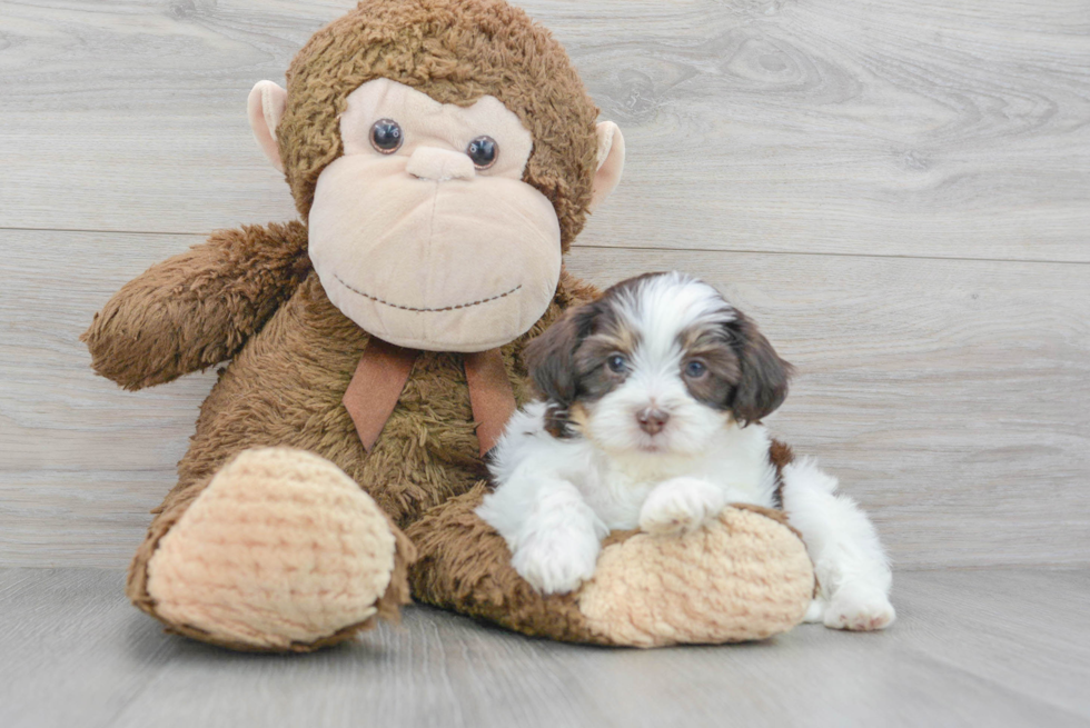 Best Shih Poo Baby