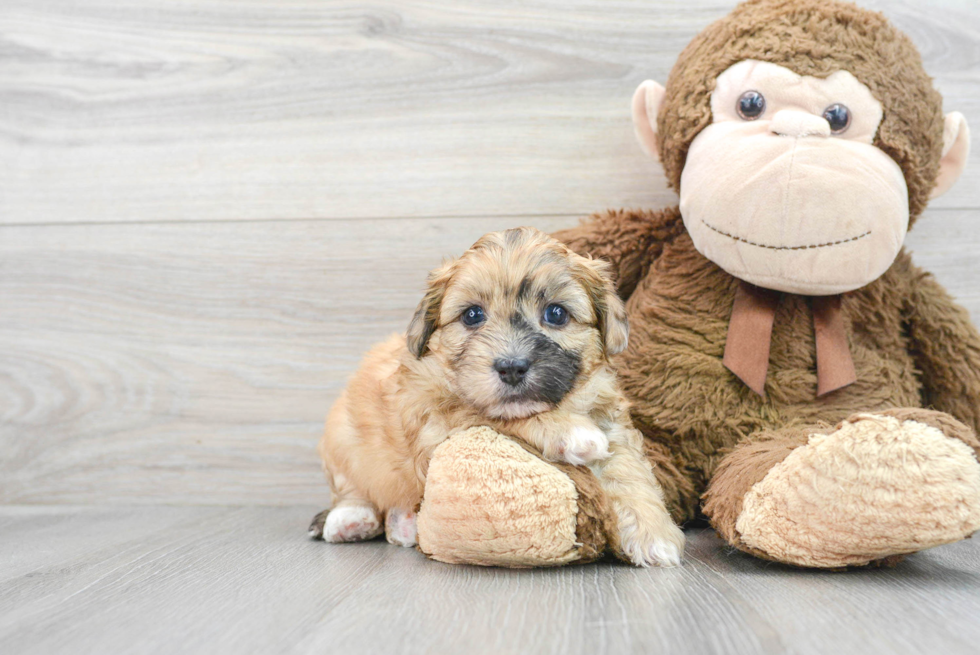 Cute Shih Poo Baby