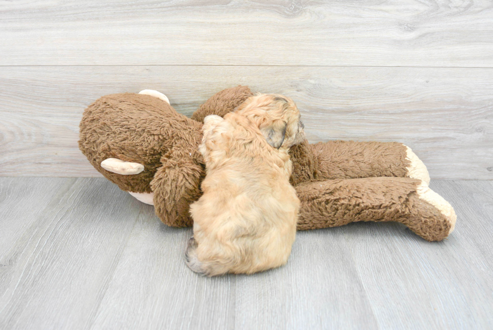 Shih Poo Pup Being Cute