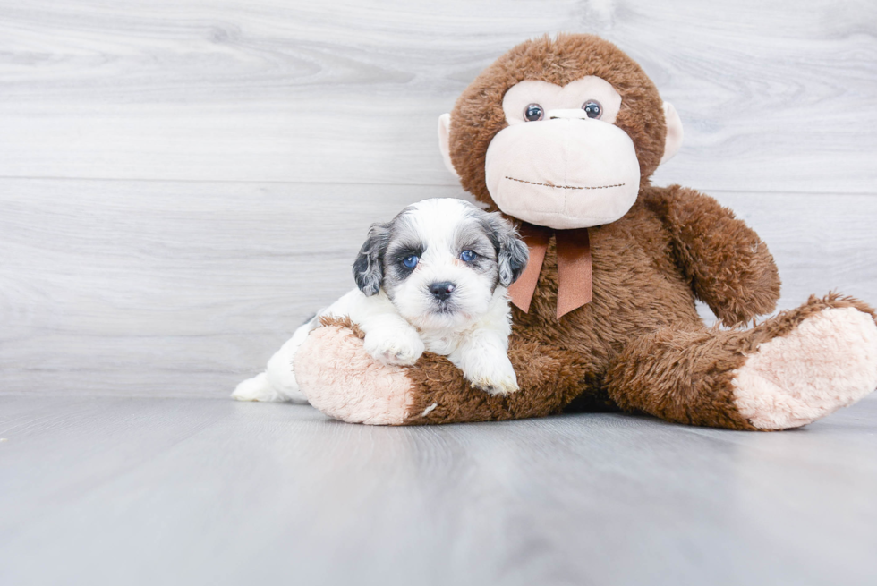 Shih Poo Pup Being Cute