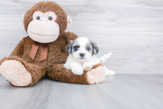 Shih Poo Puppy for Adoption