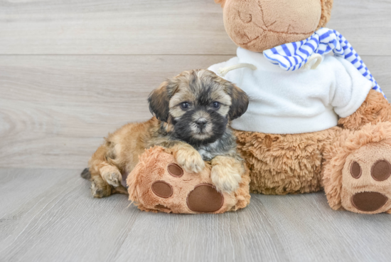 Best Shih Poo Baby